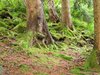 DSCF7529