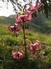 DSCF7417