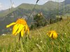 DSCF7409