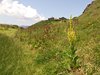 DSCF7425