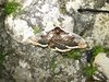 2018-05-19 AG_notte bianca (54)
