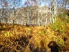 IMG-20181122-WA0009