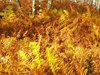 IMG-20181122-WA0002