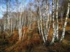 IMG-20181122-WA0008
