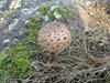 DSCN1505