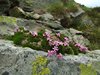 2018-06-17 Laghi Valgoglio CAI (8)