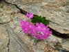 2018-06-17 Laghi Valgoglio CAI (71)