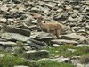 2018-06-17 Laghi Valgoglio CAI (60)