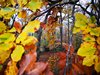 Sempre bellissimi colori del bosco