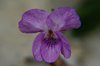 K20b_8562 Viola Odorata_viola