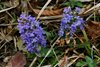 K20b_8583 Ajuga Piramidalis