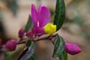 K20b_8574 Polygala Camæbuxus pururea