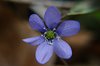 K20b_8581 Hepatica Nobilis