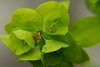 K20b_8565 Euphorbia Amygdaloydes