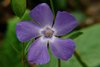 K20b_8570 Pervinca