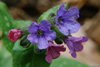 K20b_8568 Pulmonaria Officinalis