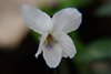 K20b_8563 Viola Odorata_bianca