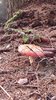 20221106_145753 Ren_muscaria