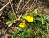 DSCF0994 Potentilla