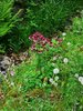 AQUILEGIA