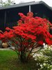 AZALEA