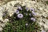 094 Globularia nudicaulis