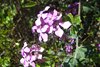 119 Lunaria Annua