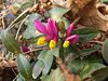 091 Polygala Camæbuxus