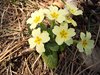 050 primula quattro petali