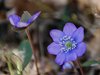 047 Anemone Epatica