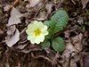 009 primula