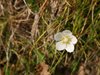 PARNASSIA