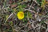 038 Potentilla Aurea
