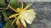 002 fiore
