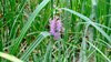 023gg ORCHIDEA MACULATA