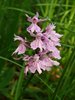 020 Orchidea Maculata