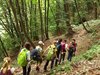 017 nel bosco