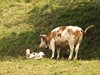 031 mucca e vitellino