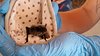 Pipistrelli (10)