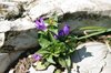 024 campanula glomerata