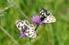 026 Melanargia