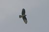 060 falco pecchiaiolo