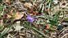 015gg CROCUS