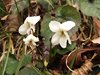 084 viola alba