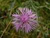 037 centaurea nerastra