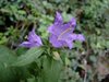 009 campanula selvatica