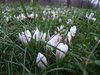374 crocus
