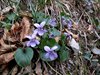 370 Viola viola