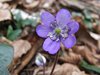 366 Anemone Epatica