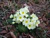 302 primula